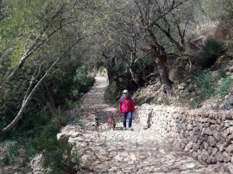 Camino entrada a Biniarroi que viene de Mancor